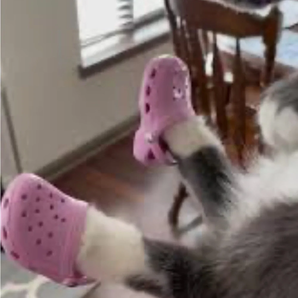 New pink kitty cat croc shoes
